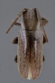  Trestonia rugosicollis , male holotype specimen; © E.H. Nearns